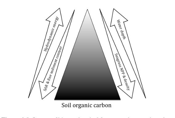 A Step Further In Understanding The Size Of The Carbon Sink Associated To Seagrasses
