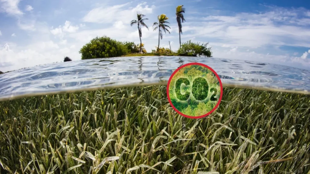 El Carbono Azul: Una Solución Natural Frente Al Cambio Climático