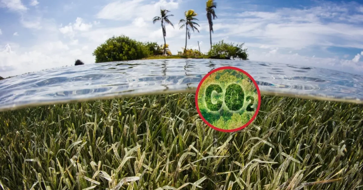 El Carbono Azul: Una Solución Natural Frente Al Cambio Climático