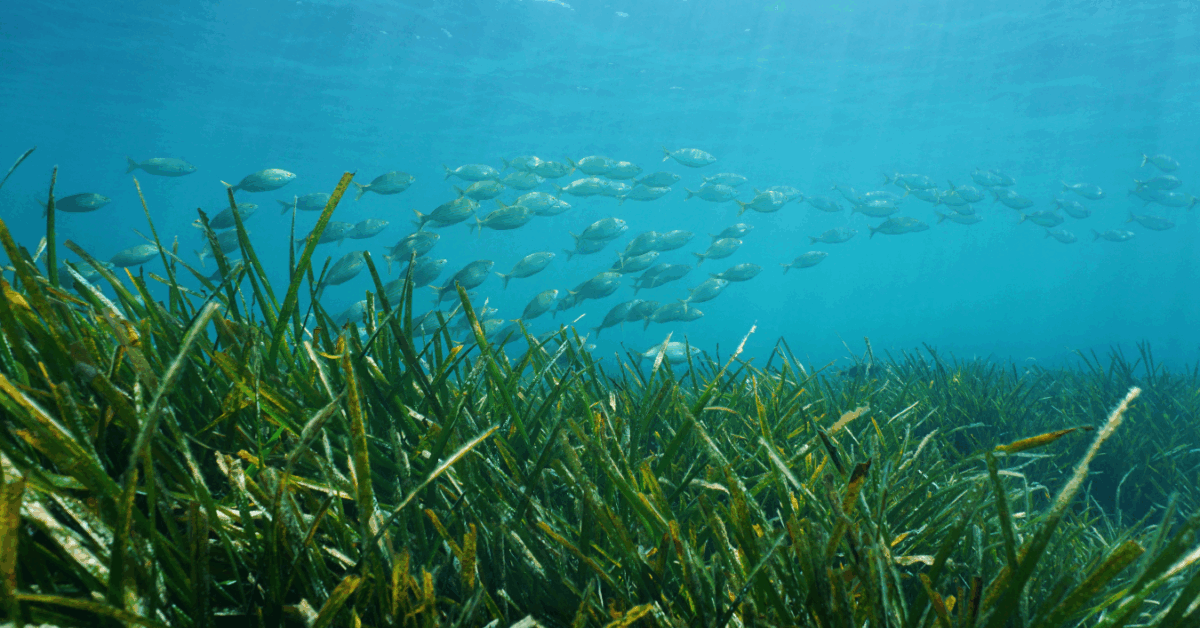 Nuevo Estudio Duplica Las Estimaciones Globales De Biomasa Y Productividad De Praderas Marinas