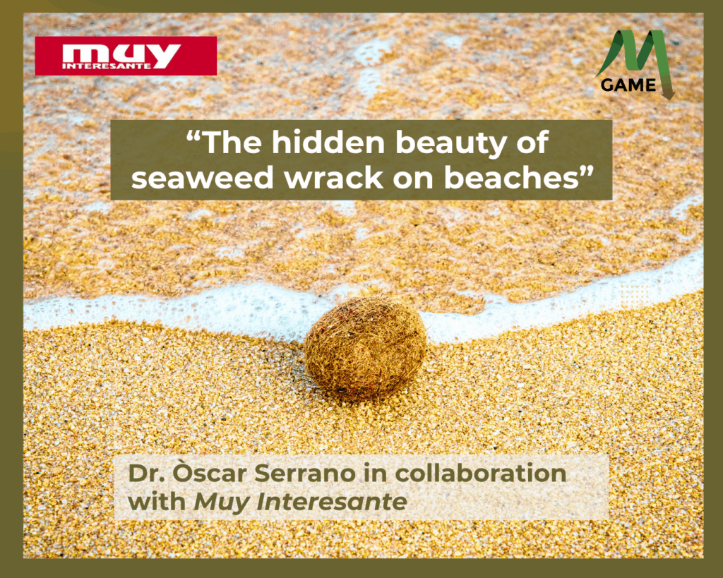 El Dr. Òscar Serrano Estudia La Importancia Que Juegan Los Arribazones En Nuestras Playas