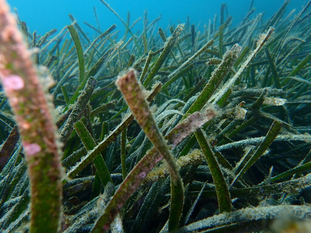 Nature Communications Destaca El Estudio De GAME Sobre Las Reservas Mundiales De Carbono En Las Praderas Marinas