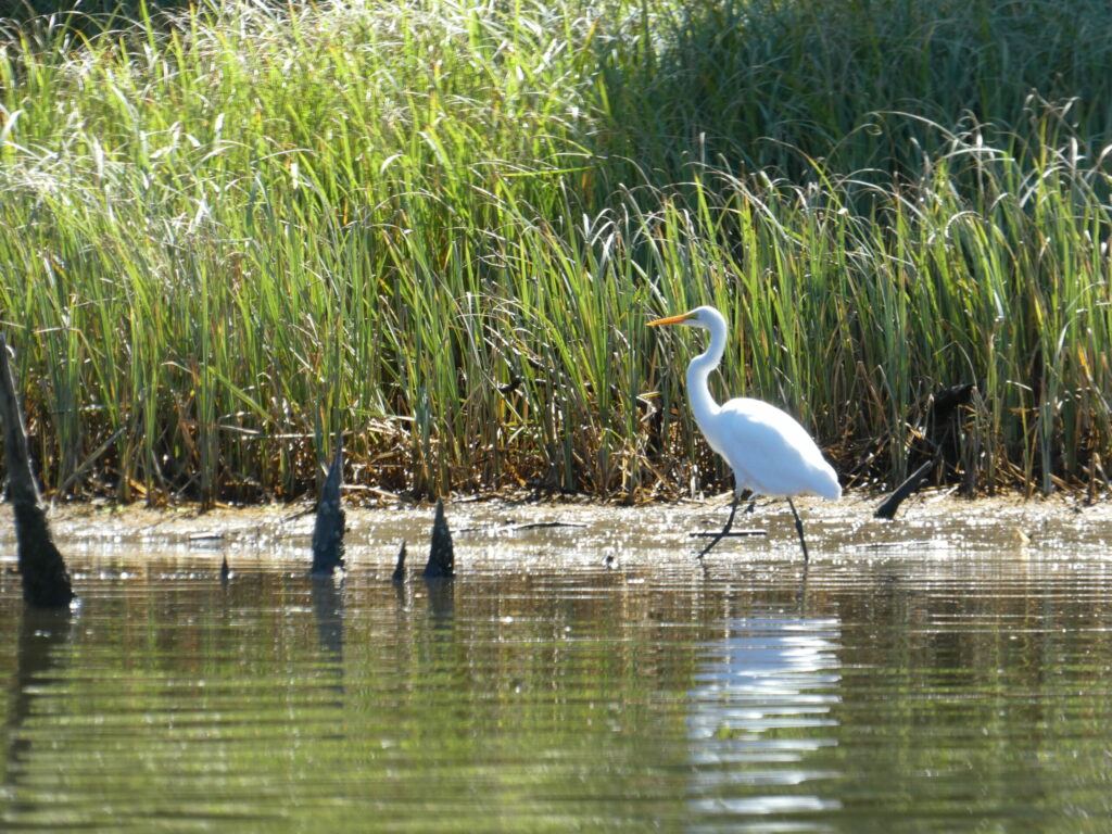 Consulta pública abierta para la metodología de carbono azul en humedales costeros
