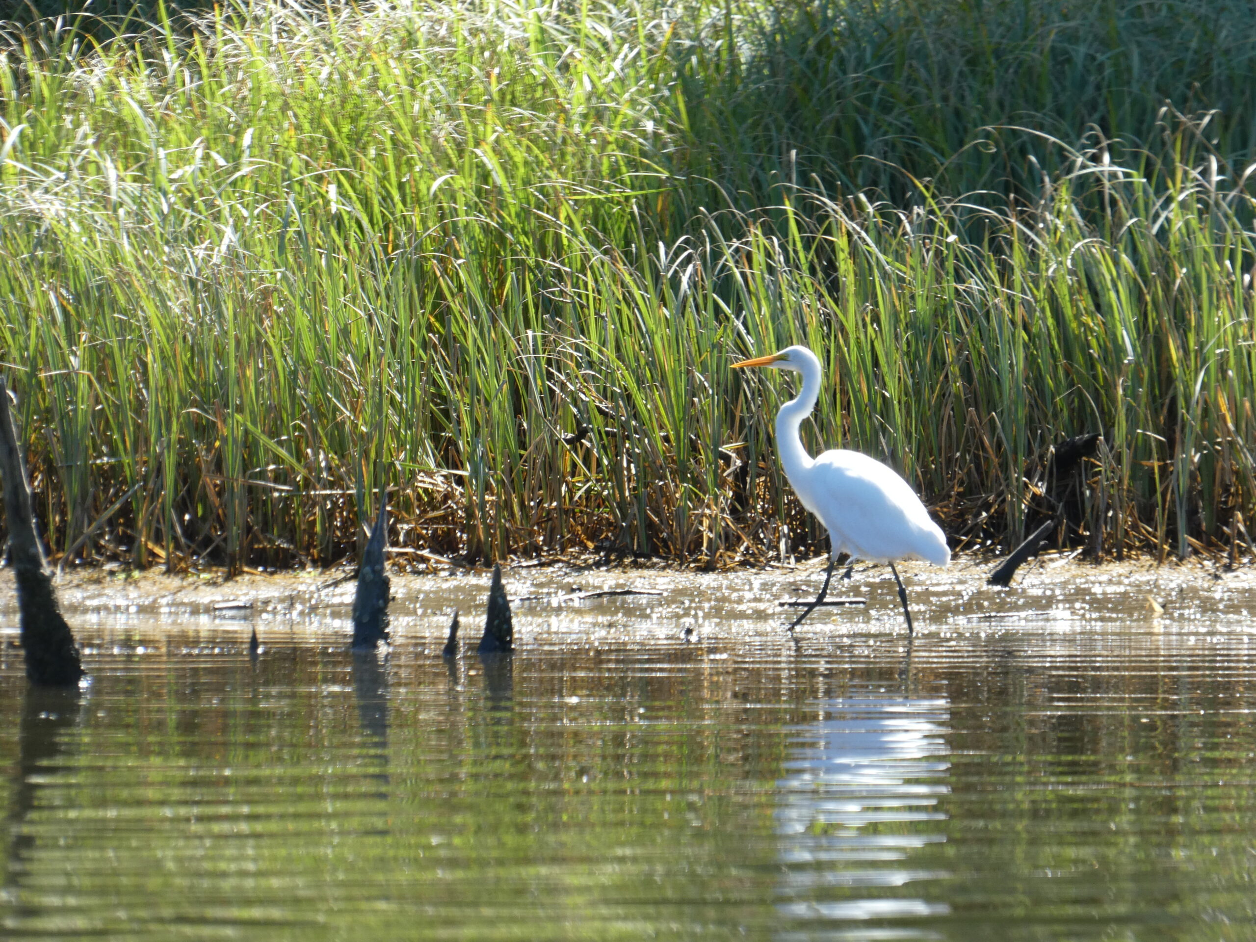 Consulta pública abierta para la metodología de carbono azul en humedales costeros