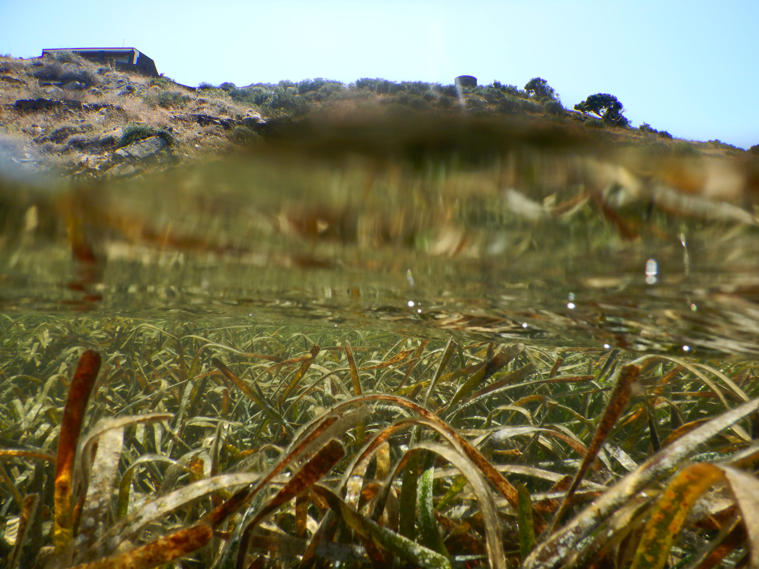 Salvar las praderas marinas podría ayudar a salvar las costas del mundo